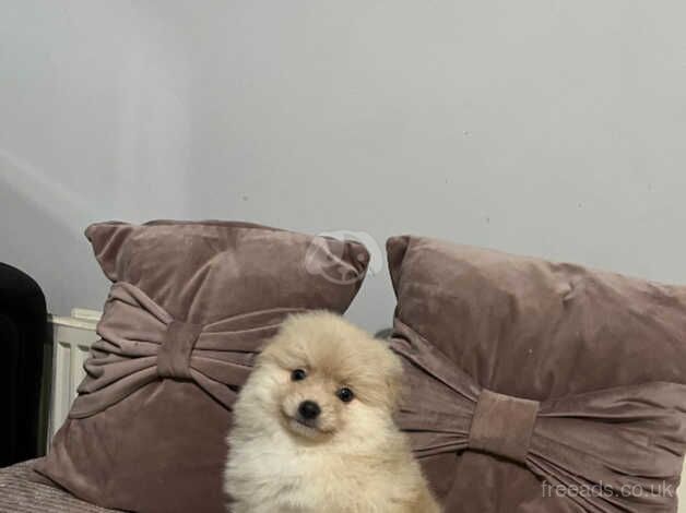 Pomeranian boy for sale in Radcliffe, Northumberland - Image 3