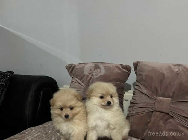 Pomeranian boy for sale in Radcliffe, Northumberland - Image 4