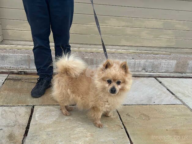 Pomeranian Boy for sale in Tewkesbury, Gloucestershire