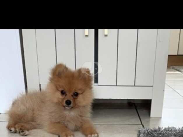 Pomeranian boy pup for sale in Darlington, County Durham