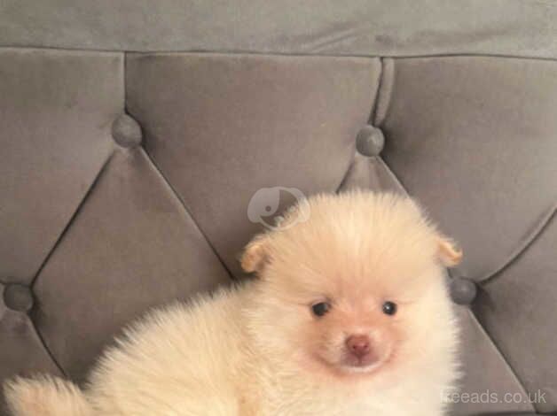 Pomeranian boy puppies for sale £750 for sale in Holywell, Fermanagh