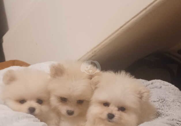 Pomeranian Puppies for sale in Greater London