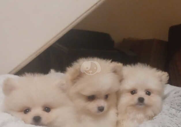 Pomeranian Puppies for sale