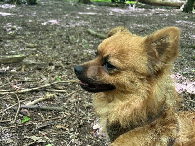 Pomeranian cross called Ted for sale in Rugby, Warwickshire - Image 1