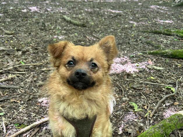 Pomeranian cross called Ted for sale in Rugby, Warwickshire - Image 2