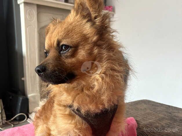 Pomeranian cross called Ted for sale in Rugby, Warwickshire - Image 3