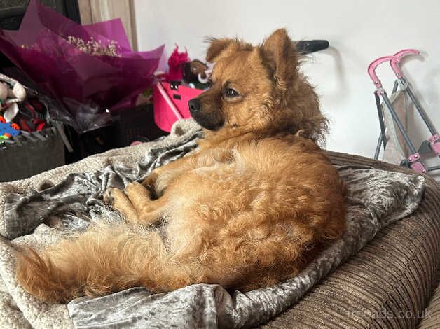 Pomeranian cross called Ted for sale in Rugby, Warwickshire - Image 4