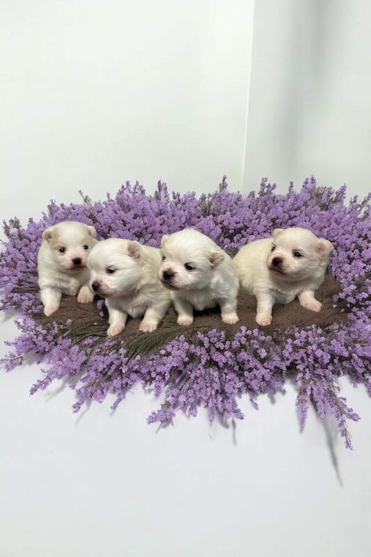 Pomeranians for sale in Peterborough, Cambridgeshire