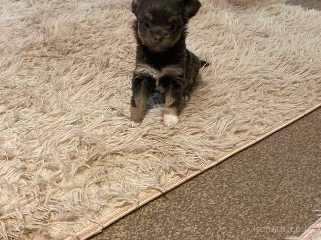 Pomeranian cross Chihuahua for sale in Taunton, Somerset