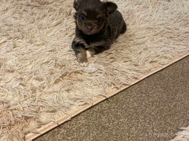 Pomeranian cross Chihuahua for sale in Taunton, Somerset - Image 2