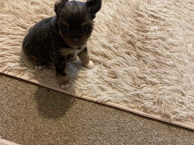 Pomeranian cross Chihuahua for sale in Taunton, Somerset - Image 4