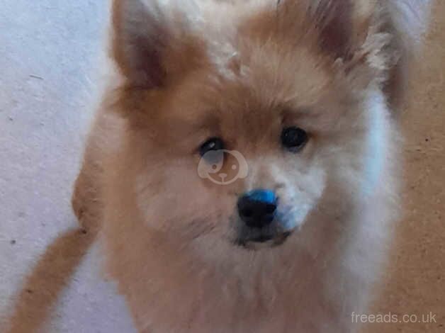 Pomeranian cross for sale in Canvey Island, Essex