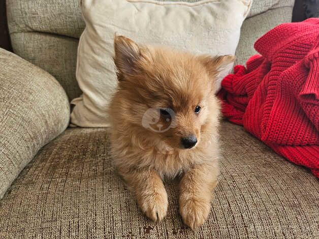 Pomeranian cross for sale in Canvey Island, Essex - Image 2