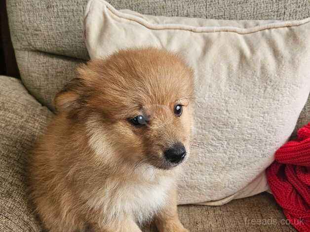 Pomeranian cross for sale in Canvey Island, Essex - Image 4