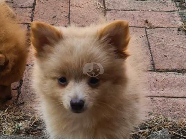 Pomeranian cross for sale in Canvey Island, Essex - Image 5