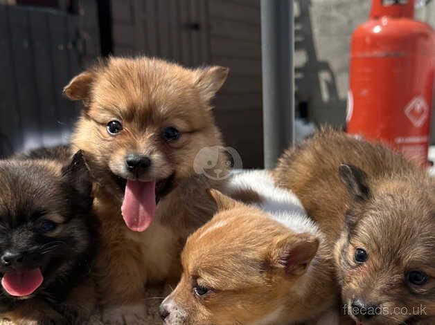 Pomeranian cross Jack Russel for sale in Widnes, Cheshire - Image 1