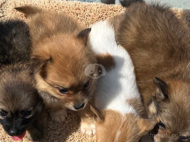 Pomeranian cross Jack Russel for sale in Widnes, Cheshire - Image 3