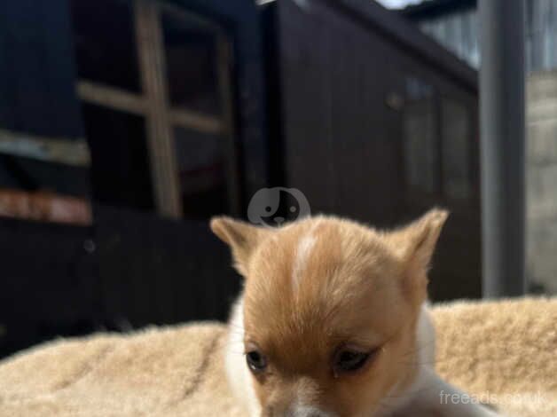 Pomeranian cross Jack Russel for sale in Widnes, Cheshire - Image 4