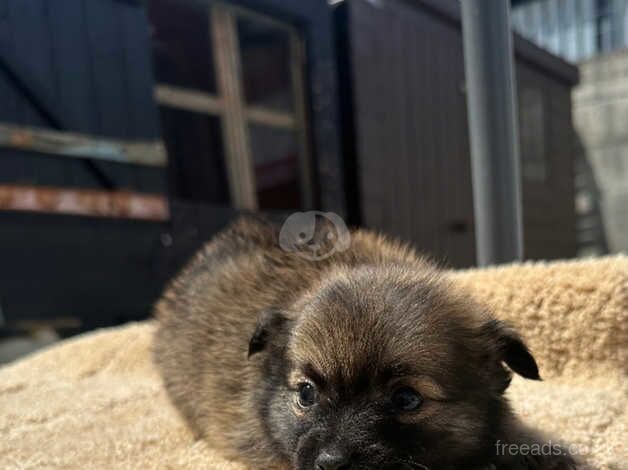 Pomeranian cross Jack Russel for sale in Widnes, Cheshire - Image 5