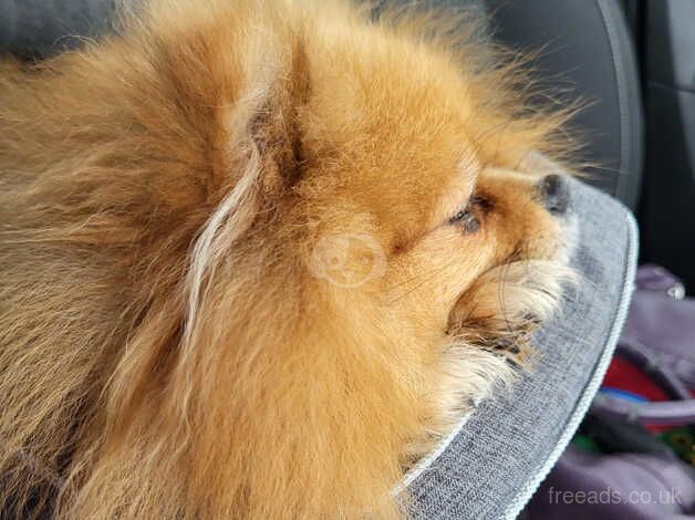 Pomeranian diva needing experienced home for sale in Aylesbury, Buckinghamshire