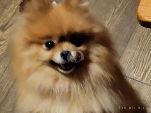 Pomeranian diva needing experienced home for sale in Aylesbury, Buckinghamshire - Image 2