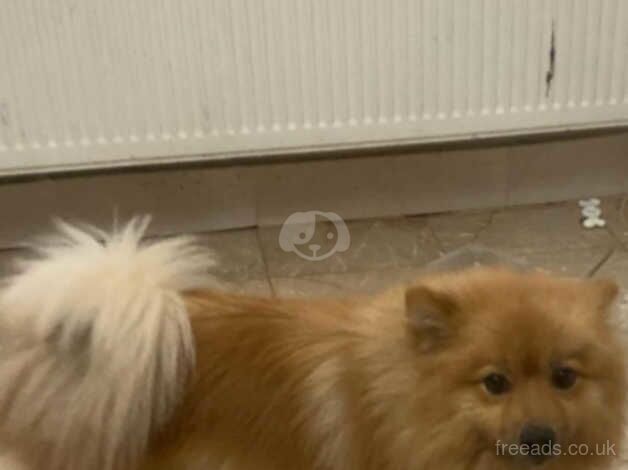 Pomeranian dog for sale in Hounslow, London