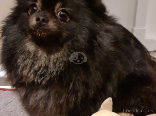 Pomeranian female 3 year old for sale in Portsmouth, West Yorkshire