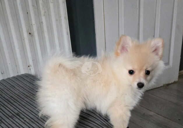 Pomeranian female for sale in Weymouth, Dorset