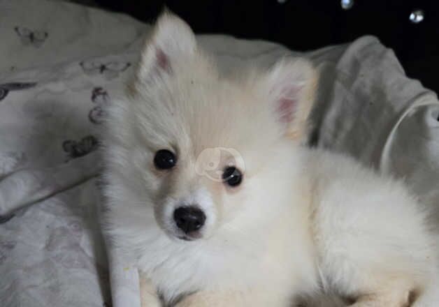 Pomeranians for sale in Weymouth, Dorset