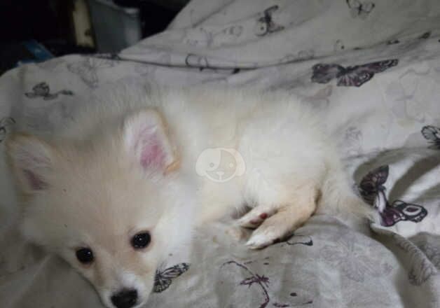 Pomeranian Puppies for sale in Dorset