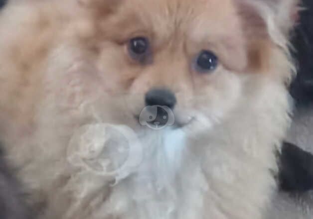 Pomeranian Puppies for sale