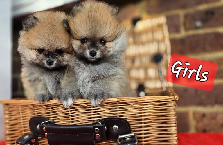 Pomeranian female puppies KC reg for sale in Brentwood, Essex - Image 1