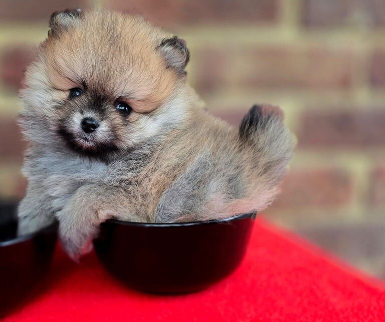 Pomeranian female puppies KC reg for sale in Brentwood, Essex - Image 2