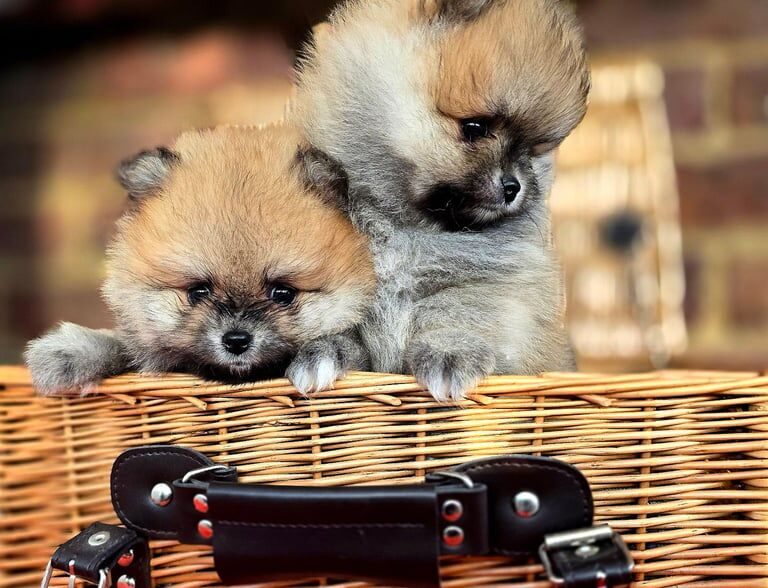 Pomeranian female puppies KC reg for sale in Brentwood, Essex - Image 3