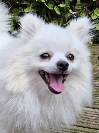 Pomeranian female White for sale in Taunton, Somerset - Image 1