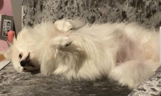 Pomeranian female White for sale in Taunton, Somerset - Image 2