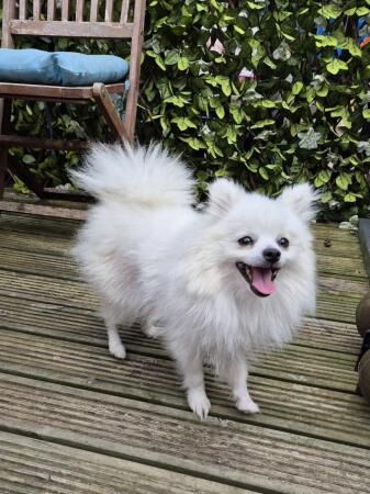 Pomeranian female White for sale in Taunton, Somerset - Image 3