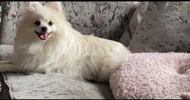 Pomeranian female White for sale in Taunton, Somerset - Image 4