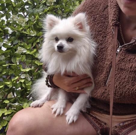 Pomeranian female White for sale in Taunton, Somerset - Image 5