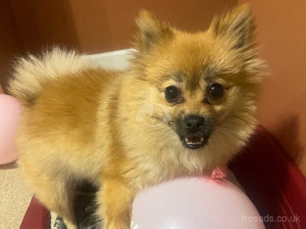 Pomeranian for sale in Ormskirk, Lancashire