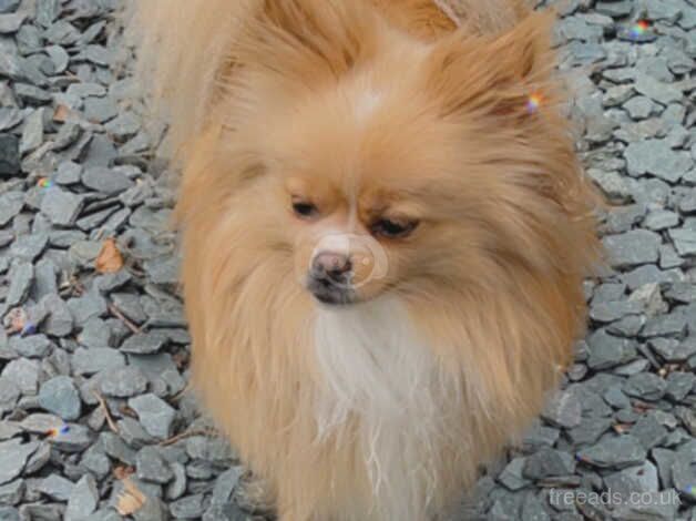 Pomeranian for sale in Ormskirk, Lancashire