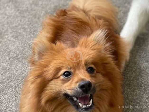 Pomeranian for sale in Sunderland, Cumbria - Image 2