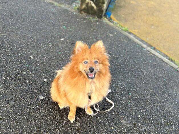 Pomeranian for sale in Sunderland, Cumbria - Image 4