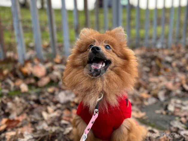 Pomeranian for sale in Sunderland, Cumbria - Image 5