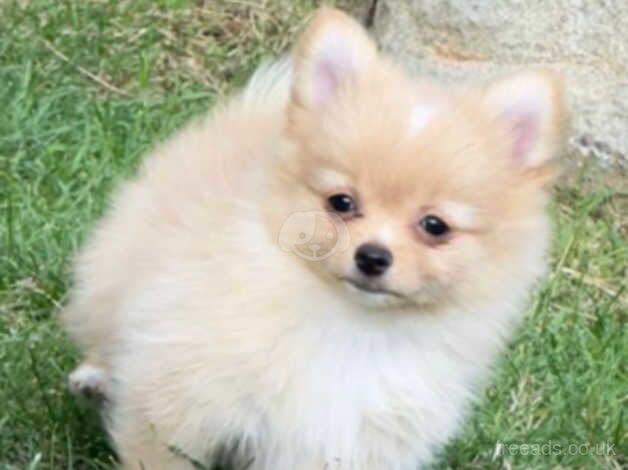 Pomeranian girl beautyfull tiny for sale in Chingford, Waltham Forest, Greater London - Image 1