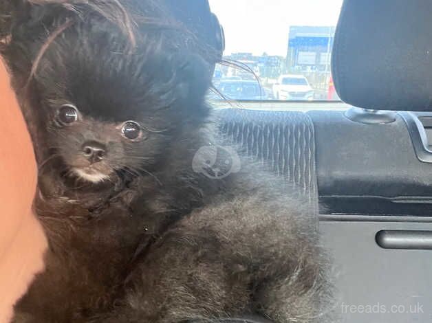 pomeranian girl black puppy for sale in Dagenham, Barking & Dagenham, Greater London