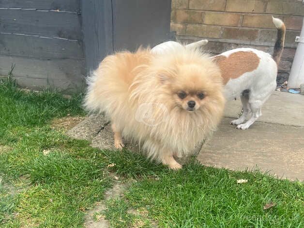 Pomeranian girl for sale in Wisbech, Cambridgeshire