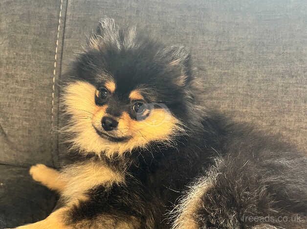 Pomeranian girl for sale in Bolton, East Lothian