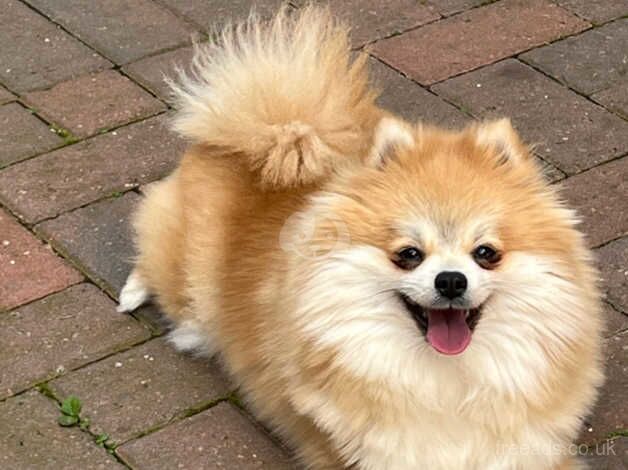 Pomeranian girl for sale in Peterborough, Cambridgeshire