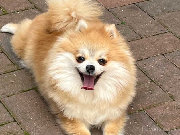 Pomeranian girl for sale in Peterborough, Cambridgeshire - Image 2